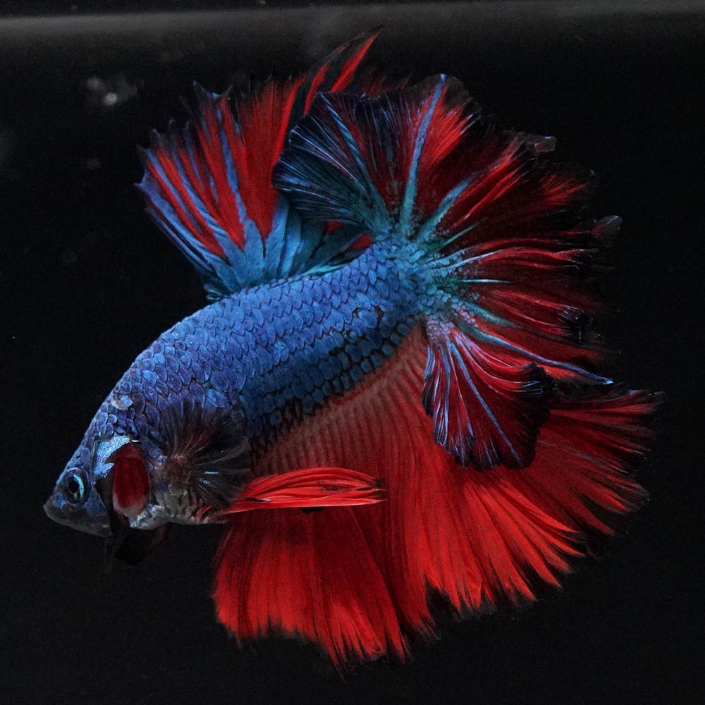ショーベタ専門店 よこはま金魚HM ブルーレッド フェザーテールa9008