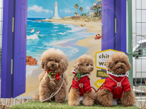 可愛すぎ注意！約50頭のワンコ大集合「chita wan クリスマスマルシェ