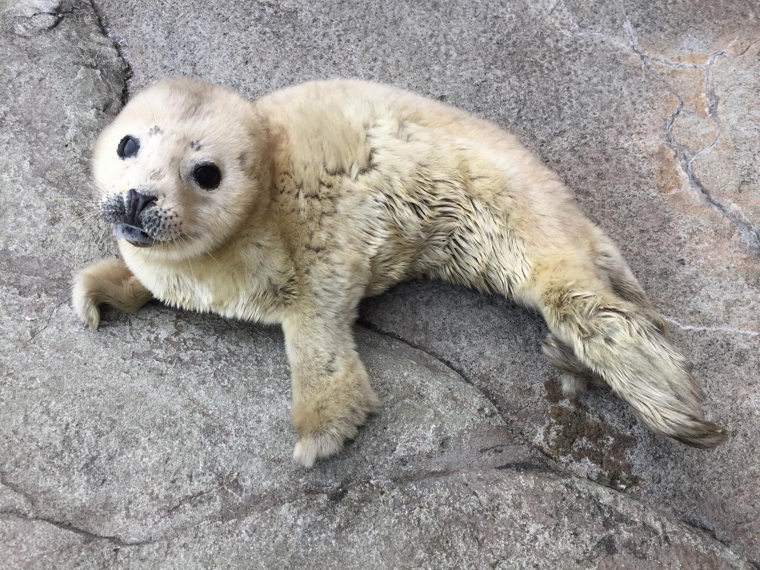 旭川市 旭山動物園 ゴマフアザラシの「まめ」が出産しました