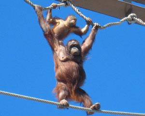 旭川市 旭山動物園 旭山の動物たち・オランウータン