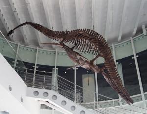 首長竜 化石 プレシオサウルス [PS28] 椎骨 クビナガリュウ 恐竜 □プレシオサウルス | ふらぎ雑記帳