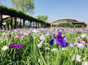 第75回水郷潮来あやめまつり』開催のお知らせ | 潮来市公式ホームページ