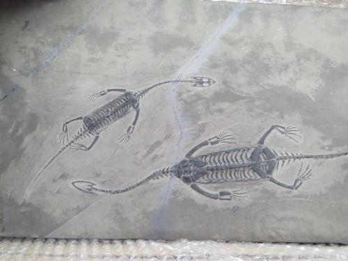 来館者180万人達成しました！（3月12日） - 笠岡市ホームページ