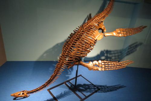 ダイノスロープ - 笠岡市ホームページ