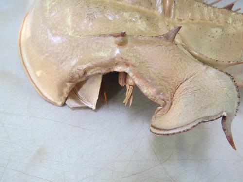 いびつなカブトガニ。脱皮して成体になった姿は？ - 笠岡市ホームページ