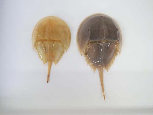 カブトガニの治癒力！ - 笠岡市ホームページ