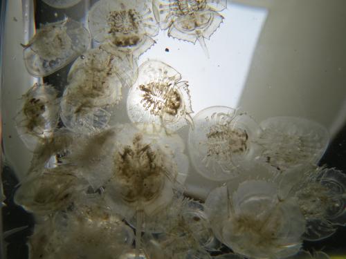 本日の脱皮殻 ～内臓さえもリニューアル～ - 笠岡市ホームページ