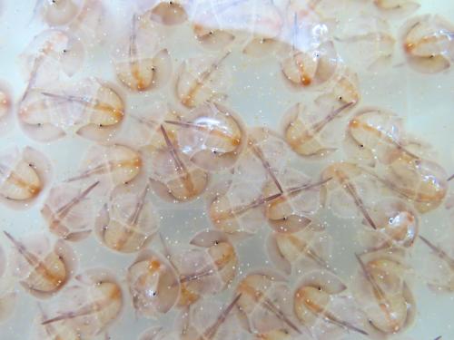 本日の脱皮殻 ～内臓さえもリニューアル～ - 笠岡市ホームページ