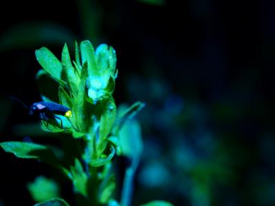 ホタル保護にご協力を - 高知市公式ホームページ（新エネルギー・環境