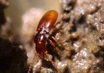 イヨメクラチビゴミムシ｜昆虫類｜レッドデータブック検索｜レッド