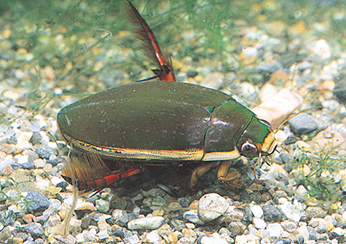 ゲンゴロウ｜昆虫類｜レッドデータブック検索｜レッドデータブック