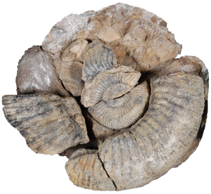 南相馬の恐竜化石をさがせ!（令和7年10月1日）／南相馬市公式ウェブ