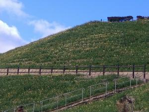 のもざき水仙まつり - 長崎市ウェブサイト（野母崎地域センター）