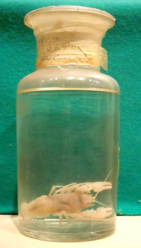 ニホンザリガニ（アルコール漬標本） | 大館市公式サイト｜観光・市政