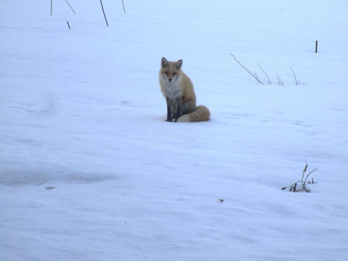 キツネまめちしき／札幌市清田区