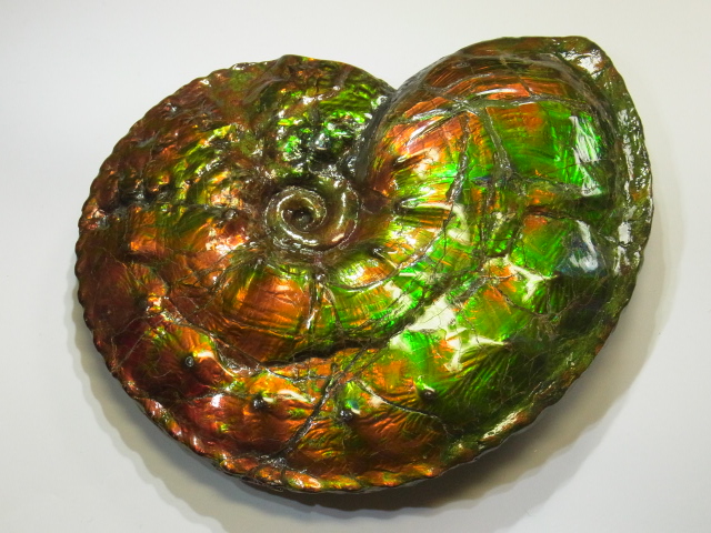 アンモライト原石 アンモライト研究所【化石ジュエリー宝石販売ルーム】