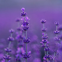 先行予約ポストカード付き】オイルセラム ブルーローズ 20mL | 国産