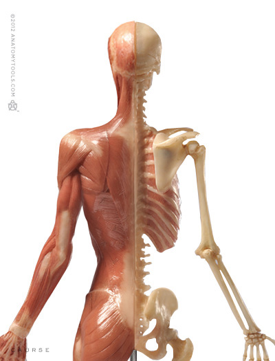 AnatomyTools