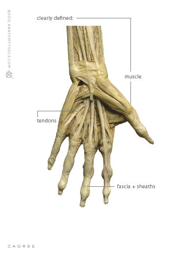 AnatomyTools