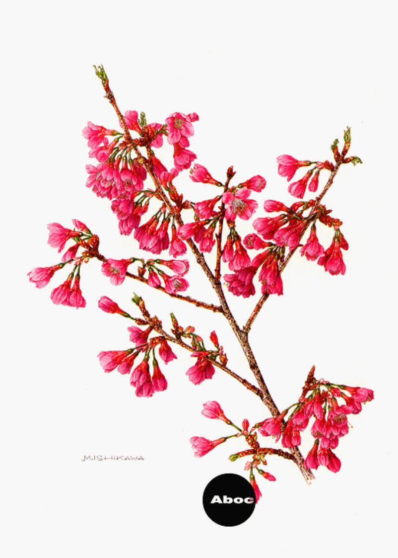 Aboc - アボック社 -第4回 植物画家 石川美枝子の作品