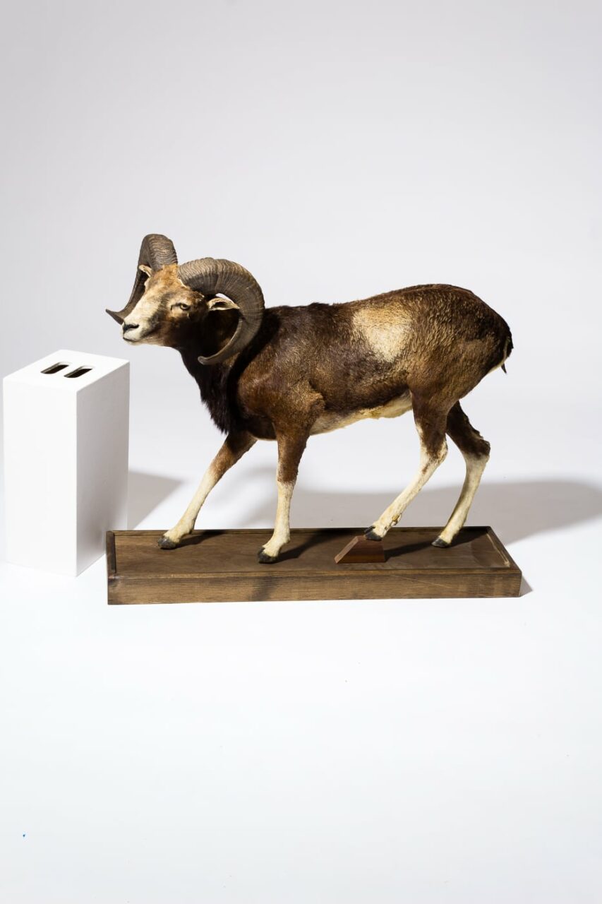 TX058 Mountain Ram Prop Rental - ACME Brooklyn