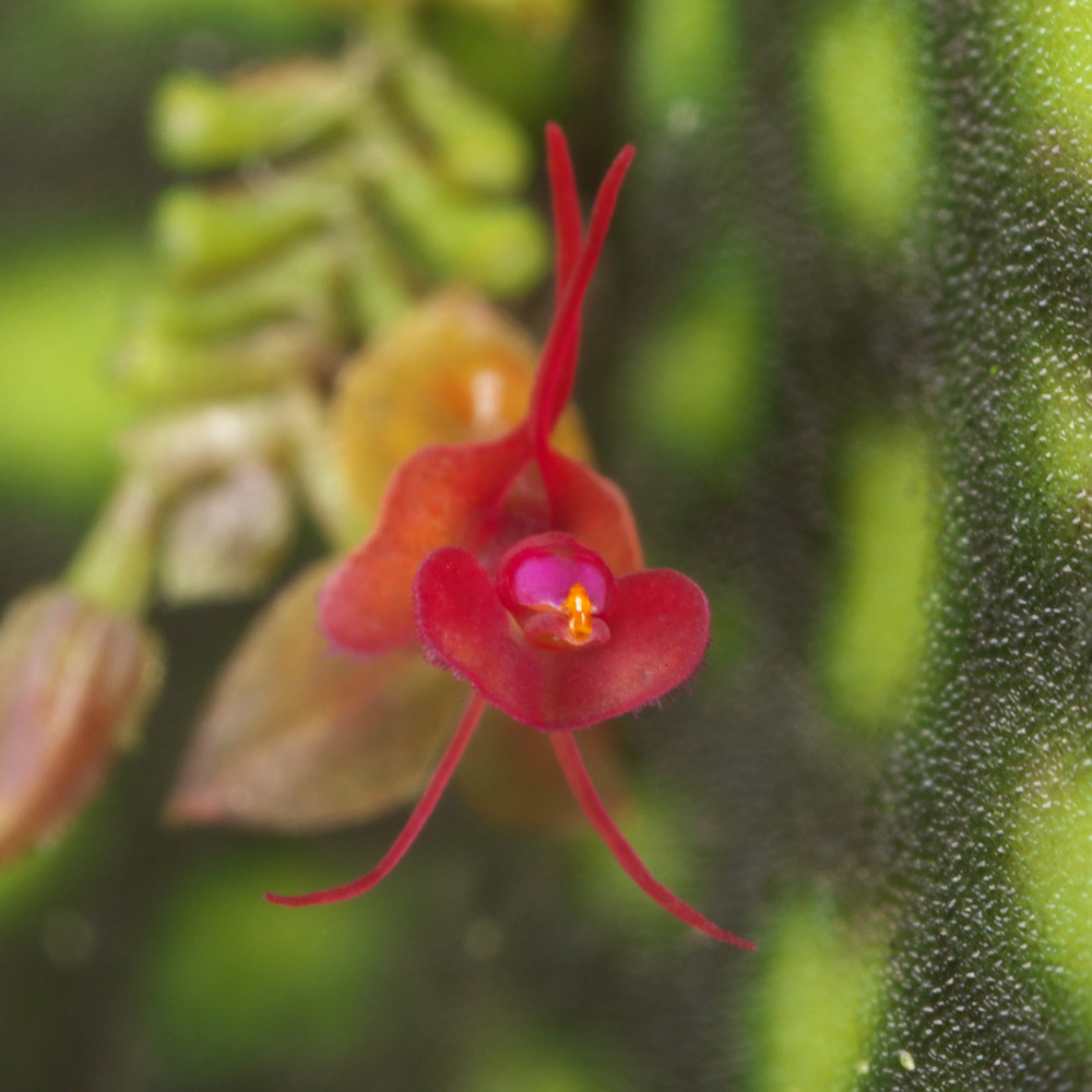 NEW JUNGLE PLANTS 「小型着生ラン」 | AQUA DESIGN AMANO