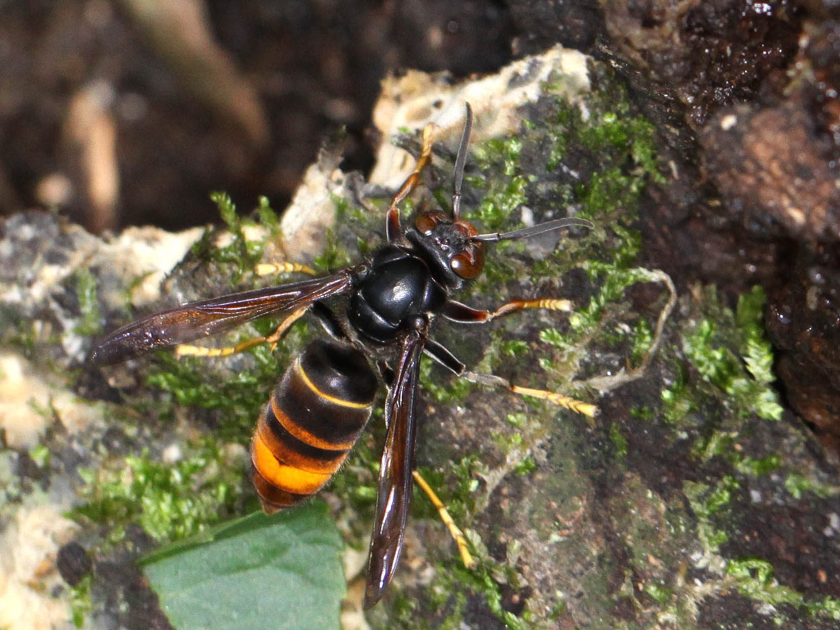 対馬のツマアカスズメバチ｜上野高敏 -Takatoshi UENO-