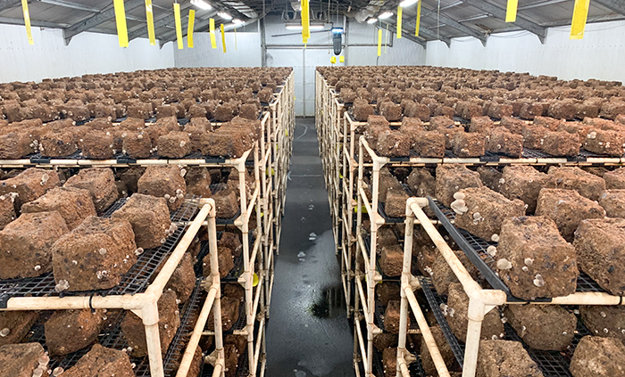 鉄製きのこ棚の錆びによるパック工程エラーが激減 | 農園芸製品で省力