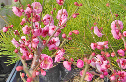 今月のイチオシのお花を見る