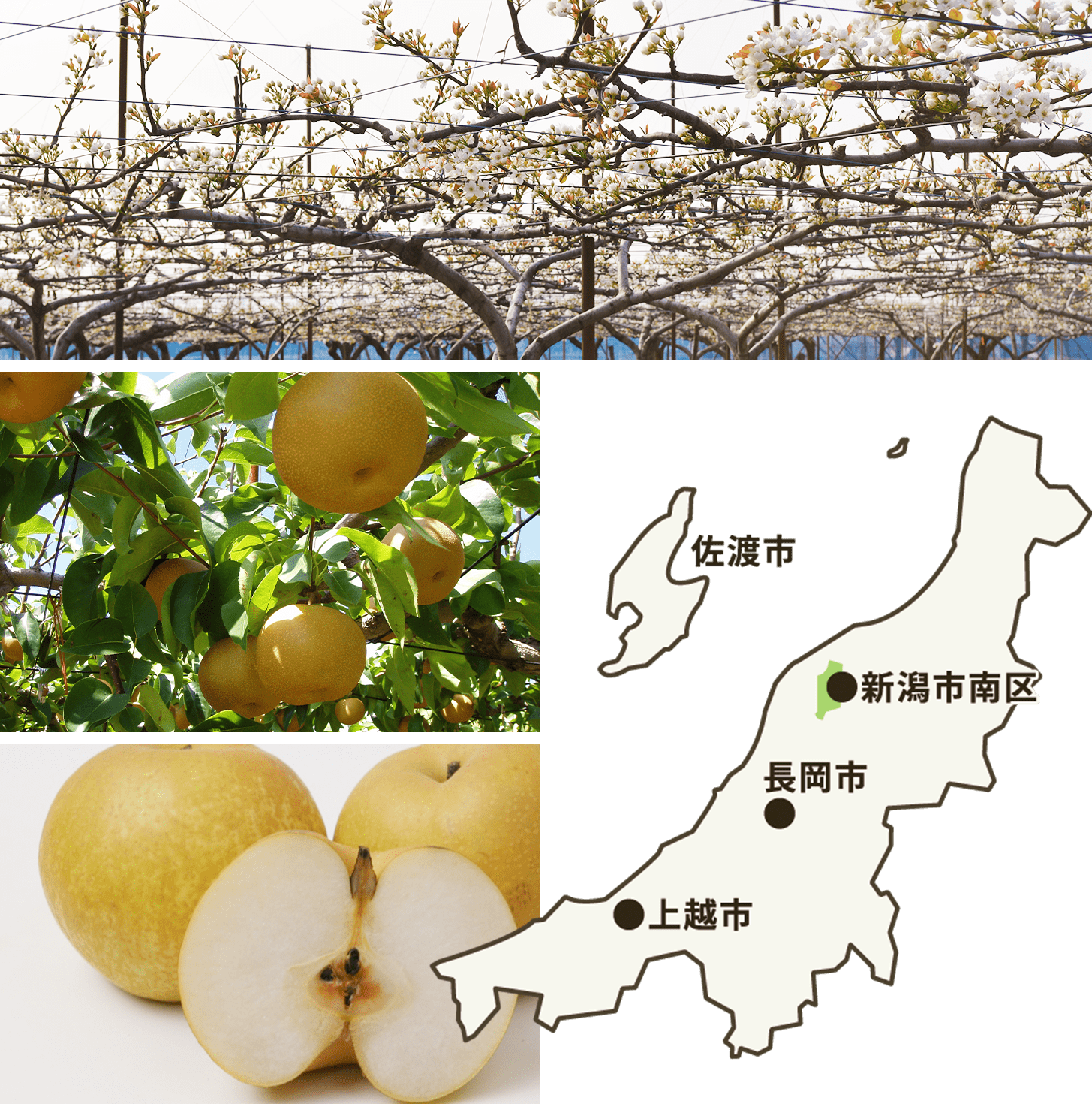 新潟青果市場「愛菜園倶楽部」｜新潟県産 新興梨【秀品】－市場の