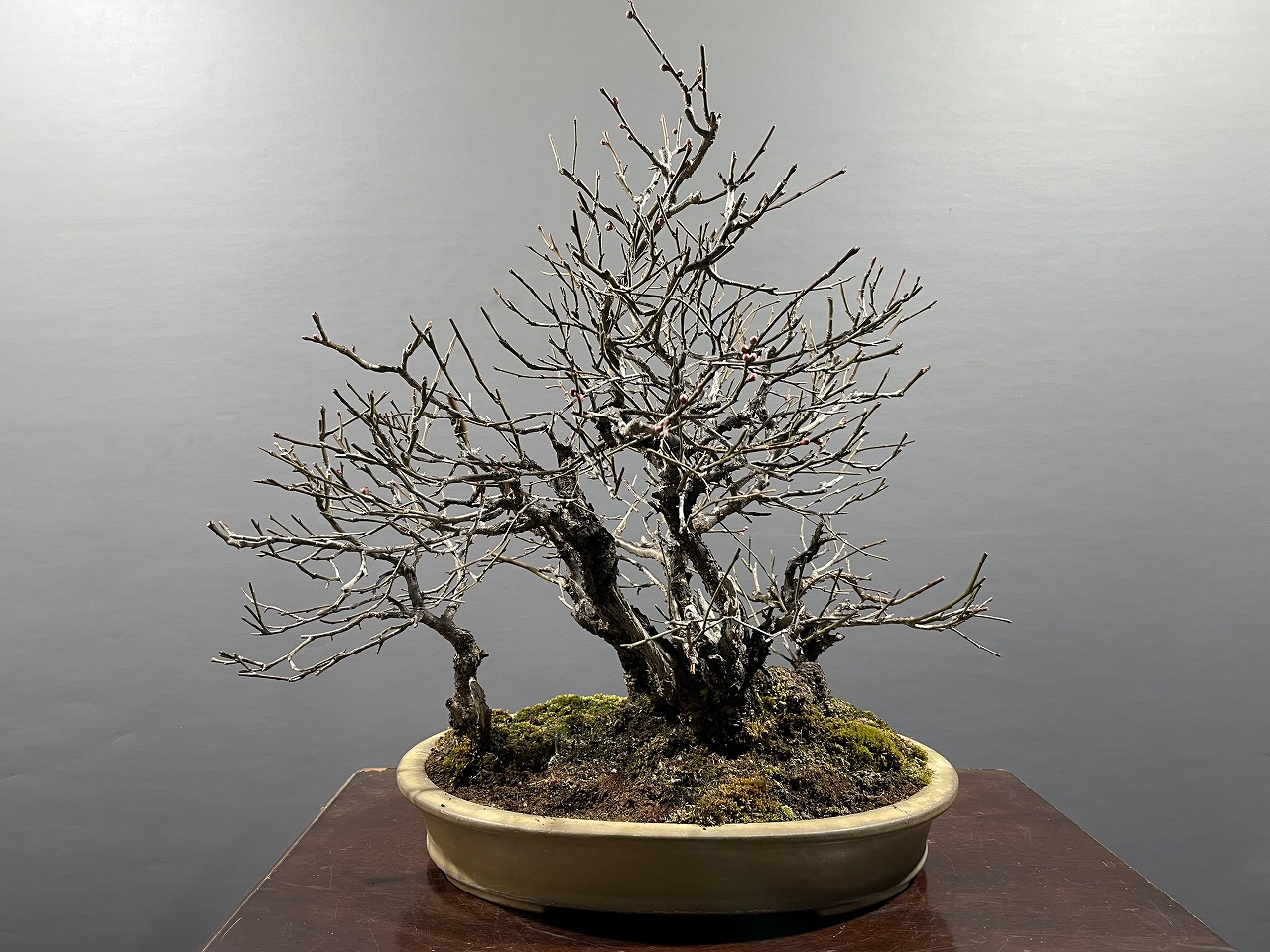 甲州野梅 ※山採り株立 花芽あり！！ [赤富士園]