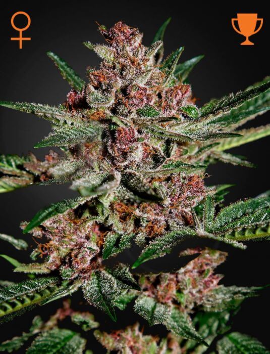 Sale of Bubba Kush