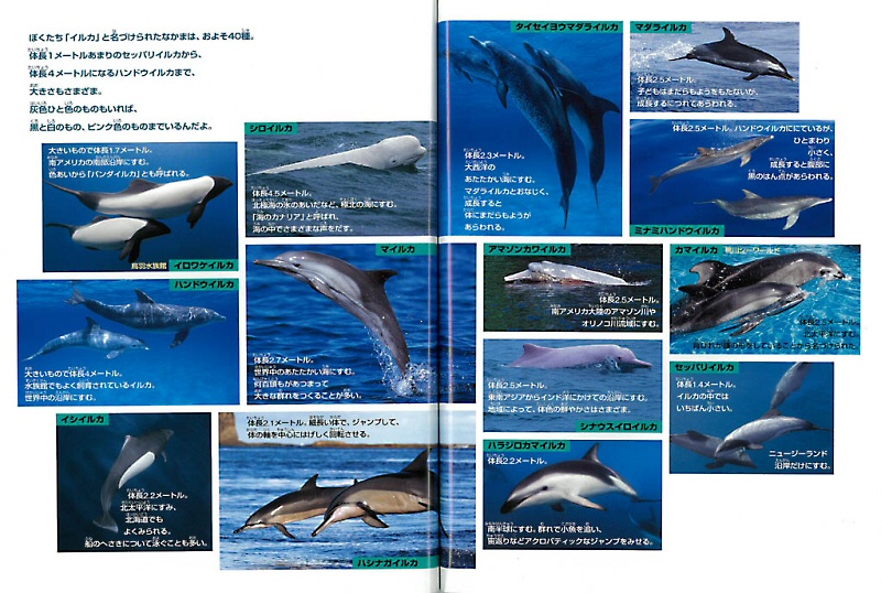 イルカ ｜ アリス館