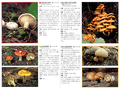 株式会社 亜璃西社（ありすしゃ）｜新装改版 北海道きのこ図鑑