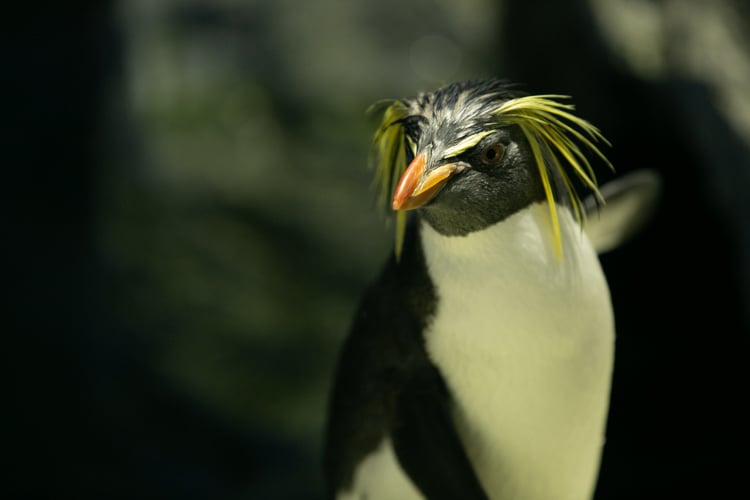 キタイワトビペンギン｜マクセル アクアパーク品川 - maxell AQUA PARK