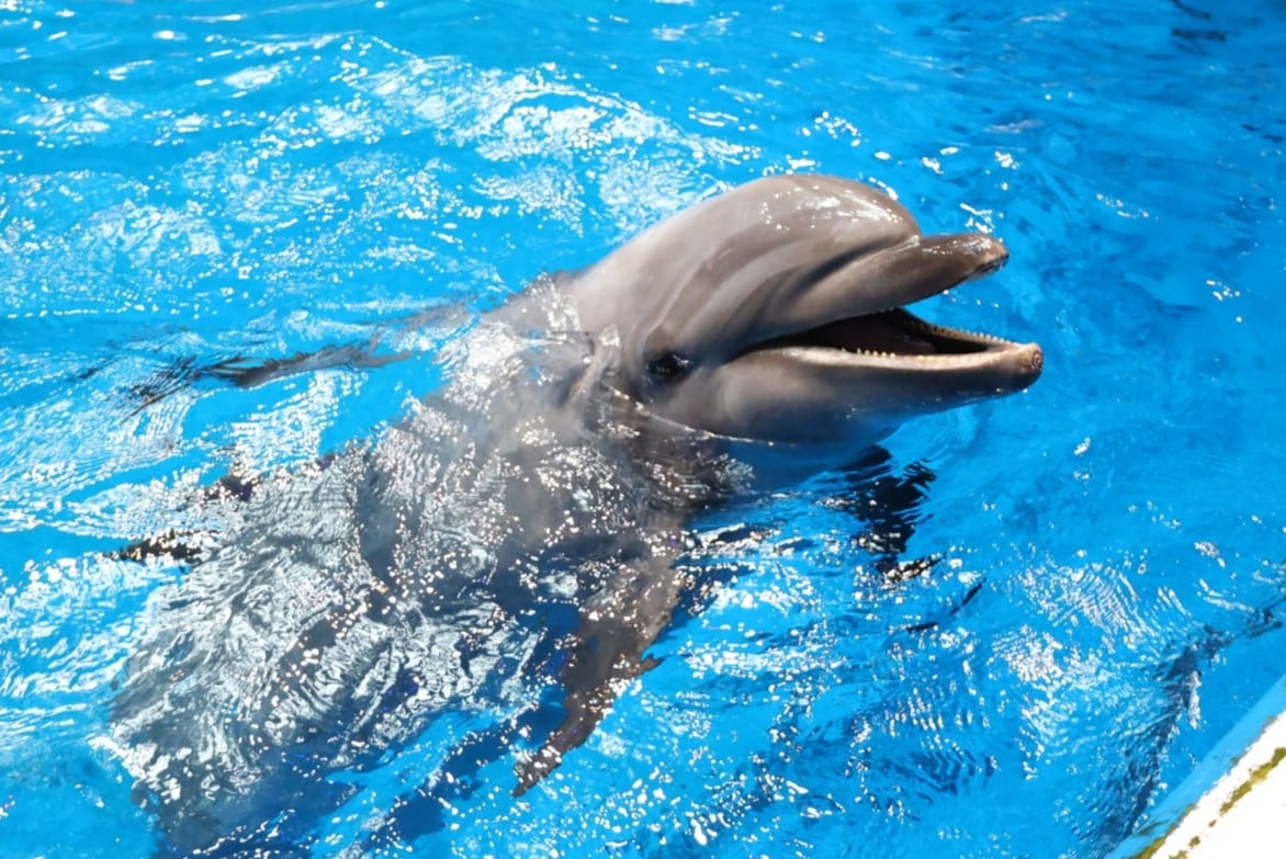 バンドウイルカ｜マクセル アクアパーク品川 - maxell AQUA PARK SHINAGAWA