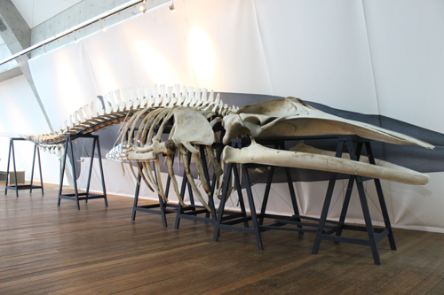 いわき七浜・捕鯨文化コーナーオープン｜アクアマリンふくしま