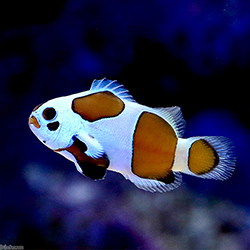 超クマノミ大図鑑 | AQUALASSIC