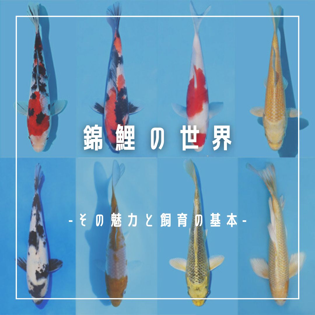 錦鯉の世界 | AQUALASSIC
