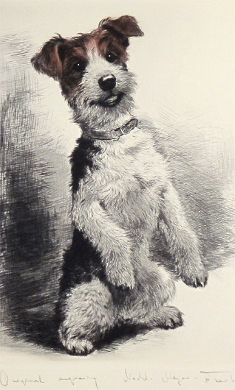 クルト・メイヤー・エベルハート「ワイヤフォックステリア犬（1）」卸