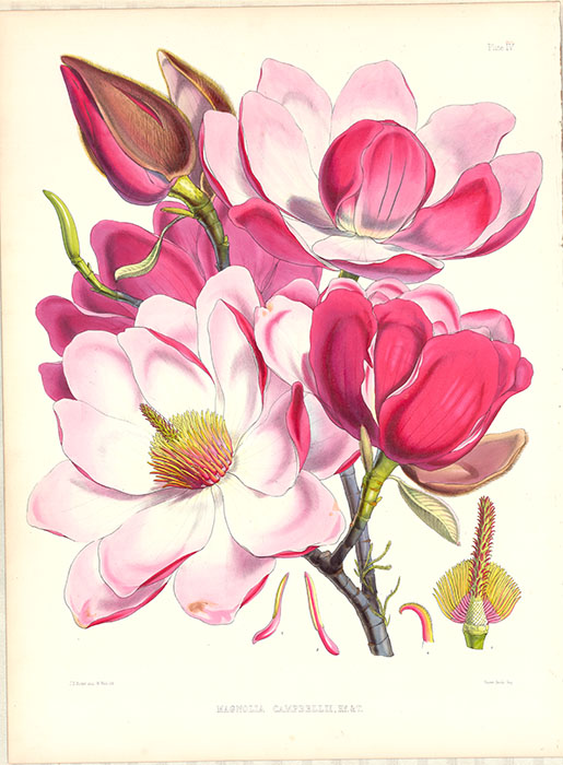 英国王室に咲く ボタニカルアートとウェッジウッド ー植物画のおいたち