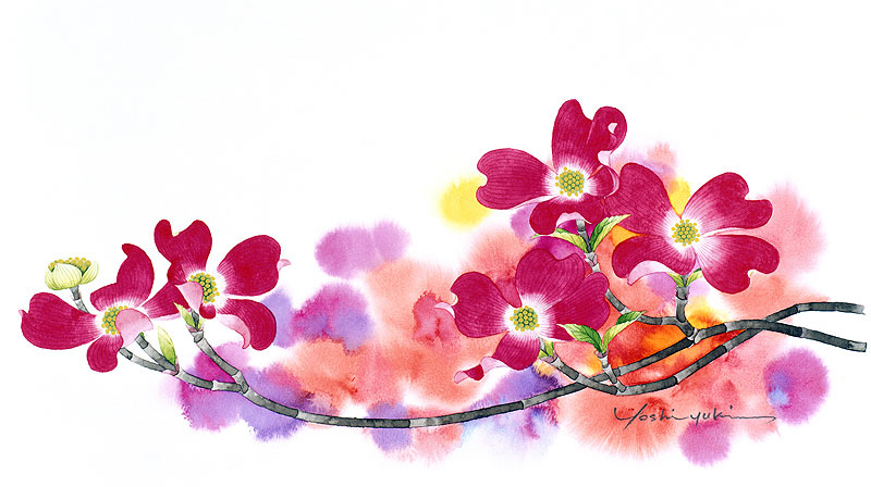 ハナミズキ水彩画イラスト 赤とピンクのボカシバックのあるハナミズキ