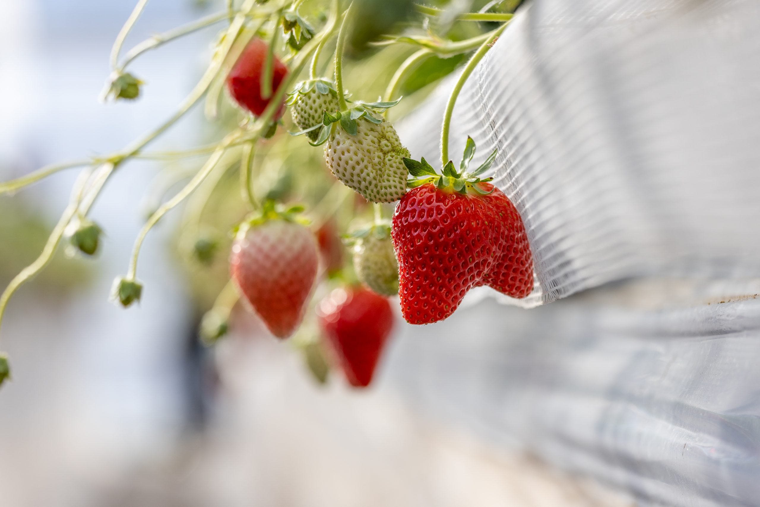 感動的な甘さと香り！福島県オリジナルいちご品種「ゆうやけベリー」の