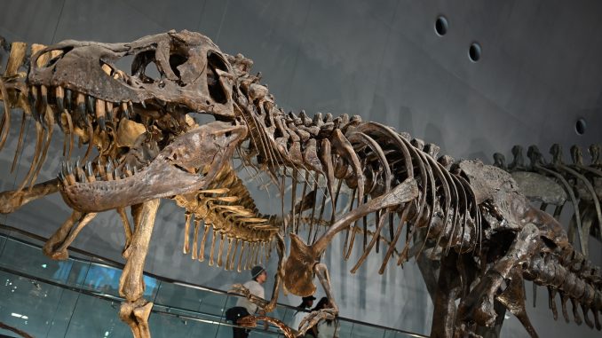 恐竜を探しに【旅行】 – ARCUS POND