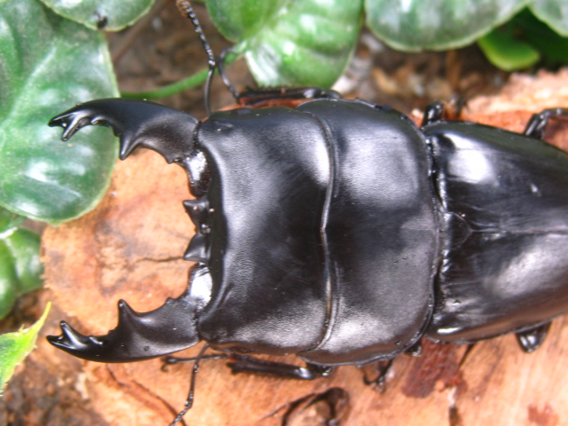 アルキデスヒラタクワガタ販売/外国産クワガタ販売アリスト | 外国産