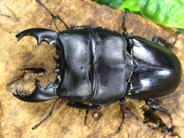 アルキデスヒラタクワガタ販売/外国産クワガタ販売アリスト | 外国産