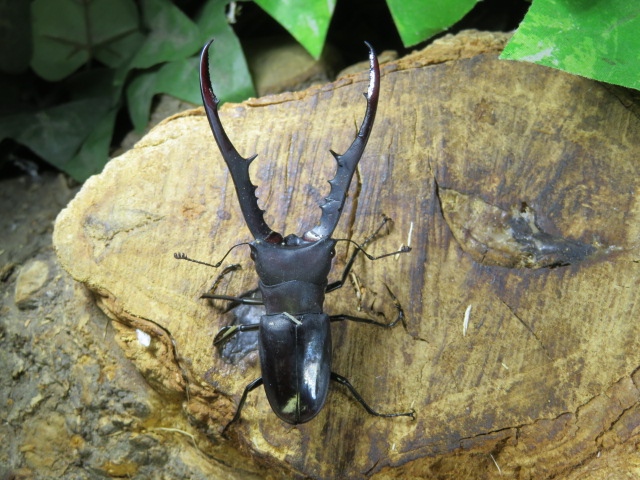 メタリフェルホソアカクワガタ・ブルータイプ販売中!昆虫販売アリスト