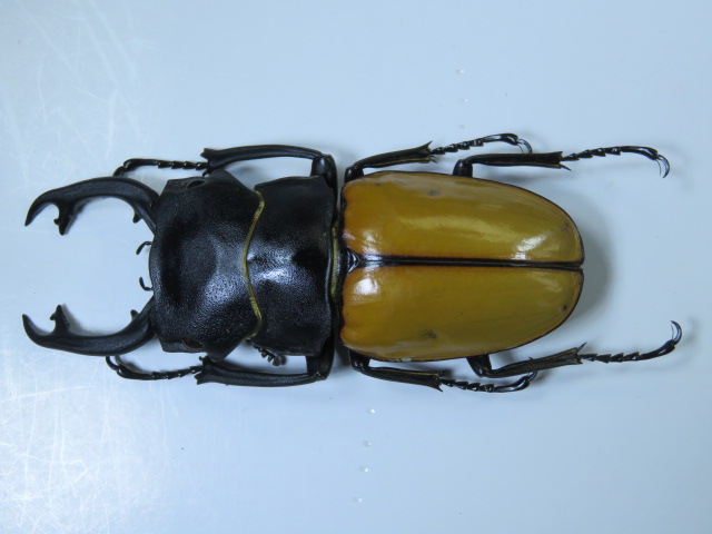 標本・カステルナウツヤクワ93.3ミリ出品しました。昆虫販売アリスト