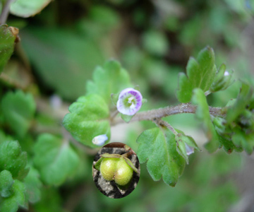 イヌノフグリ兄弟物