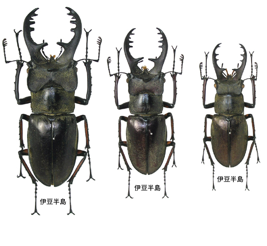 日本のミヤマクワガタについて知っていること